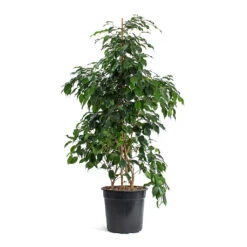Ficus Benjamina Danielle - Weeping Fig - Branched -Plant Supplies Sale Ficus benjamina Danielle Weeping Fig Branched New