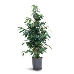 Ficus Benjamina Danielle - Weeping Fig - HydroCare -Plant Supplies Sale Ficus benjamina Danielle Weeping Fig Hydroculture 18 19x100cm
