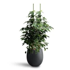 Ficus Benjamina Danielle - Weeping Fig - HydroCare -Plant Supplies Sale Ficus benjamina Danielle Weeping Fig Hydroculture Grigio Balloon Plant Pot Anthracite Concrete