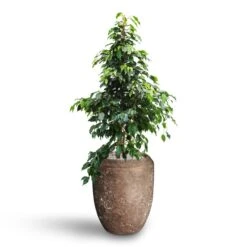 Plant Supplies Sale -Plant Supplies Sale Ficus benjamina Danielle Weeping Fig Hydroculture Polystone Coated Plain Coppa Planter Rock 515f1e14 b333 493a aa35 5127f5601fb9