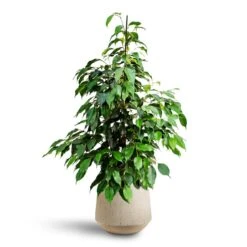 Ficus Benjamina Danielle - Weeping Fig - HydroCare -Plant Supplies Sale Ficus benjamina Danielle Weeping Fig Hydroculture Raindrop Tube Round Planter Stone