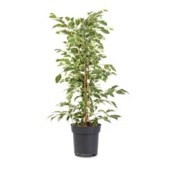 Ficus Benjamina Twilight - Weeping Fig - Branched -Plant Supplies Sale Ficus benjamina Twilight Weeping Fig Branched 14x55cm