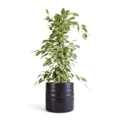 Hadleigh Plant Pot - Charcoal 15 Hadleigh Plant Pot - Charcoal -Plant Supplies Sale Ficus benjamina Twilight Weeping Fig Branched 14x55cm Hadleigh Plant Pot Charcoal 17x15cm efc9e4c8 75b5 41b9 a692 7ba1a0cb3e25