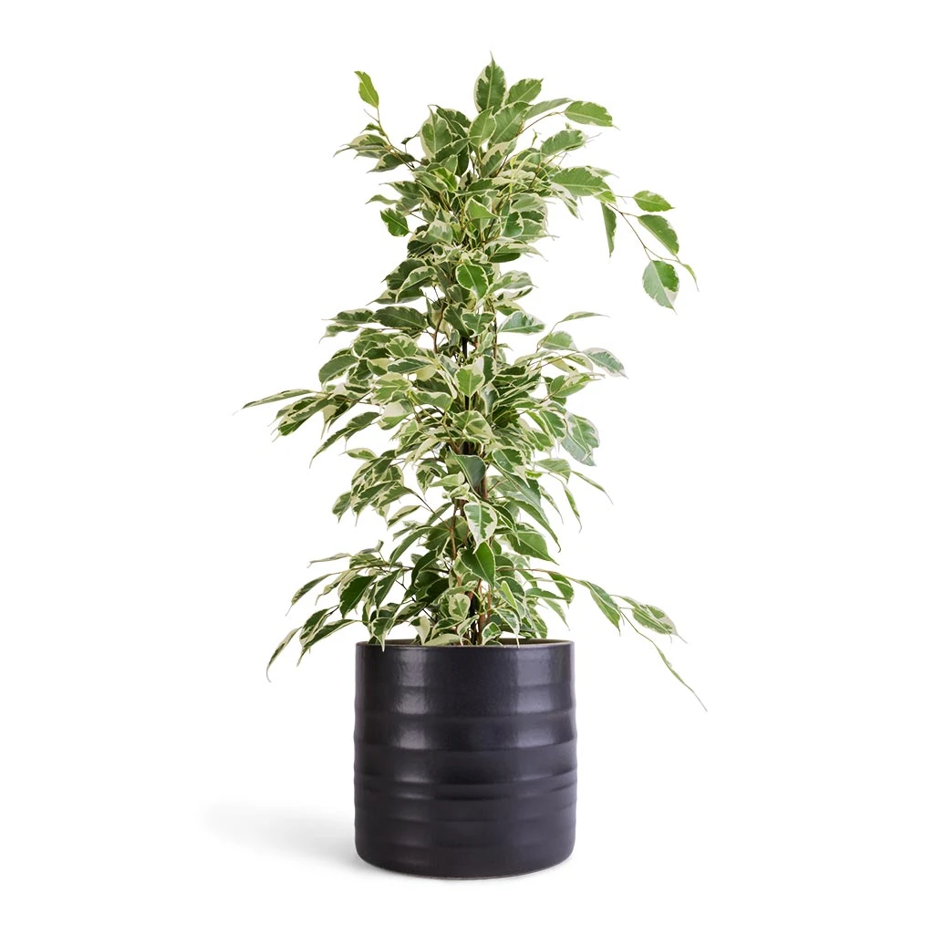 Hadleigh Plant Pot - Charcoal 5 Hadleigh Plant Pot - Charcoal - Image 5