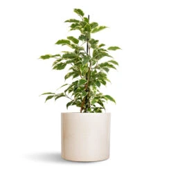 Lazzaro Plant Pot - Linen Effect -Plant Supplies Sale Ficus benjamina Twilight Weeping Fig Branched 14x55cm Lazzaro Plant Pot Linen Effect 18x16cm