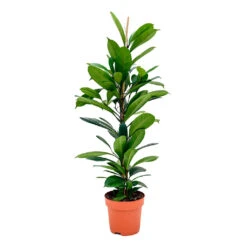 Ficus Cyathistipula - African Fig 11 Ficus Cyathistipula - African Fig -Plant Supplies Sale Ficus cyathistipula African Fig 110cm