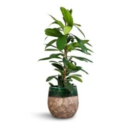 Lindy Plant Pot - Black Green -Plant Supplies Sale Ficus cyathistipula African Fig 21x90cm Lindy Plant Pot Black Green 23x20cm 2