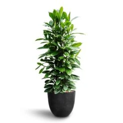 Ficus Cyathistipula - HydroCare -Plant Supplies Sale Ficus cyathistipula African Fig Bola Artstone Plant Pot Black