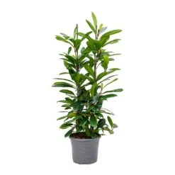 Ficus Cyathistipula - African Fig 14 Ficus Cyathistipula - African Fig -Plant Supplies Sale Ficus cyathistipula African Fig Large