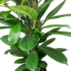Ficus Cyathistipula - HydroCare -Plant Supplies Sale Ficus cyathistipula African Fig Leaves cc9a3945 1e27 467b 9980 91f36f4ed488