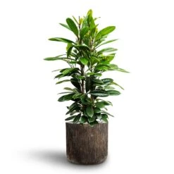 Luxe Lite Waterfall Cylinder Planter - Bronze 25 Luxe Lite Waterfall Cylinder Planter - Bronze -Plant Supplies Sale Ficus cyathistipula African Fig Luxe Lite Waterfall Cylinder Planter Bronze 4801c320 df35 475d 9d44 bccb8c864640