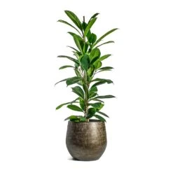 Ryan Plant Pot - Shiny Gold -Plant Supplies Sale Ficus cyathistipula African Fig Ryan Plant Pot Shiny Gold cc032f17 2bf2 4928 9436 c5a000b1f591