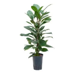 Ficus Cyathistipula - HydroCare -Plant Supplies Sale Ficus cyathistipula Hydroculture 15 19x80cm