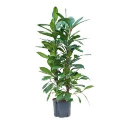 Ficus Cyathistipula - HydroCare -Plant Supplies Sale Ficus cyathistipula Hydroculture 22 19x120cm