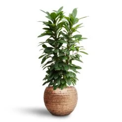 Opus Hammered Globe Planter - Gold -Plant Supplies Sale Ficus cyathistipula Hydroculture Opus Hammered Globe Planter Gold 093580e6 e0db 45d5 8e38 47372252d364