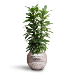 Ficus Cyathistipula - HydroCare -Plant Supplies Sale Ficus cyathistipula Hydroculture Opus Hammered Globe Planter Silver