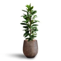 Ficus Cyathistipula - HydroCare -Plant Supplies Sale Ficus cyathistipula Hydroculture Opus Hit Darcy Planter Gold