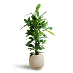 Ficus Cyathistipula - HydroCare -Plant Supplies Sale Ficus cyathistipula Hydroculture Raindrop Tube Round Planter Stone