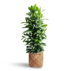 Zayn Bamboo Planter -Plant Supplies Sale Ficus cyathistipula Hydroculture Zayn Bamboo Planter 7de41e21 c05b 47ee ad08 ac6ff41adf3b
