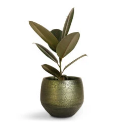 Noor Plant Pot - Velvet Green -Plant Supplies Sale Ficus elastica Abidjan Burgundy Rubber Plant 14x35cm Noor Plant Pot Velvet Green 19x16cm