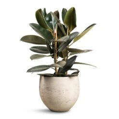 Mini Orb Kevan Plant Pot - Grey Washed -Plant Supplies Sale Ficus elastica Abidjan Burgundy Rubber Plant 24x80cm Mini Orb Kevan Plant Pot Grey Washed 32x28cm f19d0d41 3850 4b84 bc02 e79d541880aa
