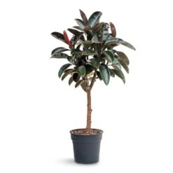 Ficus Elastica Abidjan - Burgundy Rubber Plant - Straight Stem