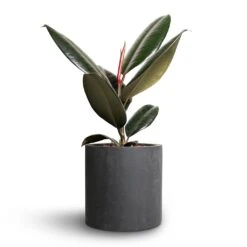 Puk Natural Planter - Matt Black 10 Puk Natural Planter - Matt Black -Plant Supplies Sale Ficus elastica Abidjan Rubber Plant 12x35cm Puk Natural Planter Matt Black 15x15cm