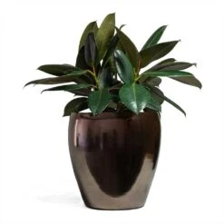 Amora Plant Pot - Black Gold -Plant Supplies Sale Ficus elastica Abidjan Rubber Plant 24x60cm Amora Plant Pot Black Gold 32x32cm