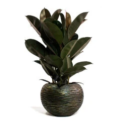 Luxe Lite Wrinkle Globe Planter - Bronze -Plant Supplies Sale Ficus elastica Abidjan Rubber Plant Luxe Lite Wrinkle Globe Planter Bronze