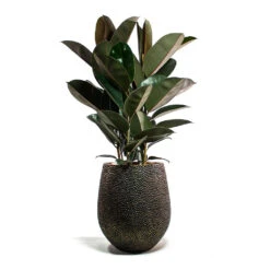 Opus Hit Darcy Planter - Gold -Plant Supplies Sale Ficus elastica Abidjan Rubber Plant Opus Hit Darcy Planter Gold