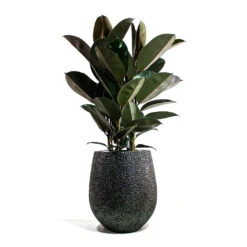 Opus Hit Darcy Planter - Silver 29 Opus Hit Darcy Planter - Silver -Plant Supplies Sale Ficus elastica Abidjan Rubber Plant Opus Hit Darcy Planter Silver