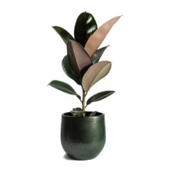 Zembla Plant Pot - Green -Plant Supplies Sale Ficus elastica Abidjan Rubber Plant Zembla Plant Pot