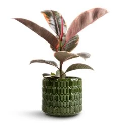 Ficus Elastica Belize - Pink Rubber Plant 22 Ficus Elastica Belize - Pink Rubber Plant -Plant Supplies Sale Ficus elastica Belize Pink Rubber Plant 12x40cm Flor Plant Pot Green 14x12cm
