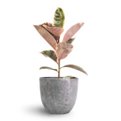 Ficus Elastica Belize - Pink Rubber Plant 25 Ficus Elastica Belize - Pink Rubber Plant -Plant Supplies Sale Ficus elastica Belize Pink Rubber Plant 17x60cm Bola Artstone Plant Pot Grey 23x20cm 23e85bd4 ab1c 40c0 a6c2 ba3f79e8e97e