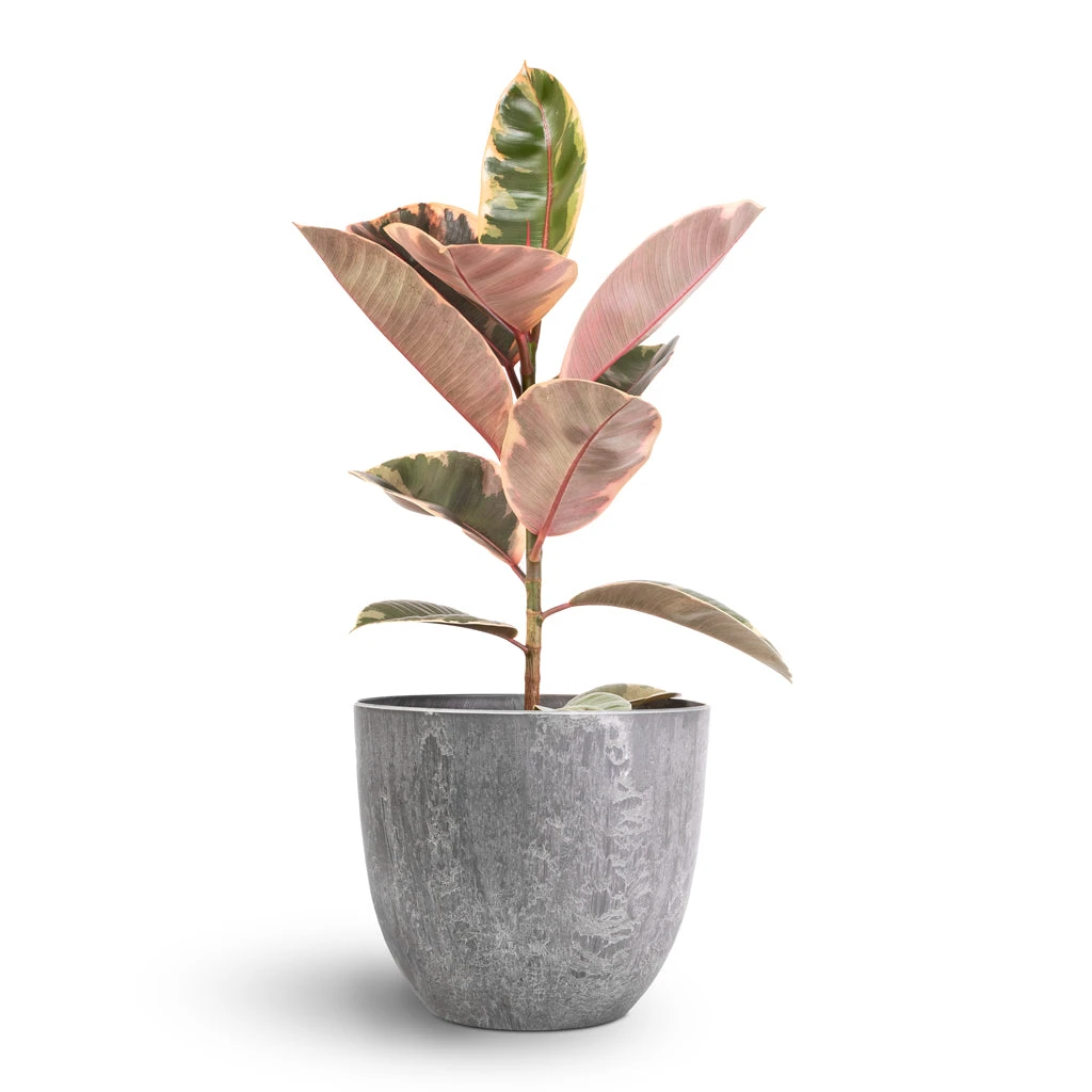 Ficus Elastica Belize - Pink Rubber Plant 7 Ficus Elastica Belize - Pink Rubber Plant - Image 7