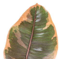 Ficus Elastica Belize - Pink Rubber Plant 31 Ficus Elastica Belize - Pink Rubber Plant -Plant Supplies Sale Ficus elastica Belize Pink Rubber Plant DETAIL 2