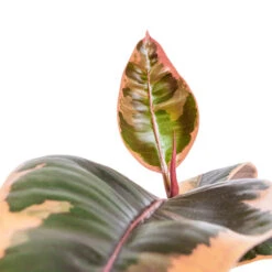 Plant Supplies Sale -Plant Supplies Sale Ficus elastica Belize Pink Rubber Plant DETAIL