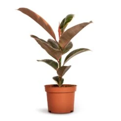 Ficus Elastica Belize - Pink Rubber Plant 21 Ficus Elastica Belize - Pink Rubber Plant -Plant Supplies Sale Ficus elastica Belize Rubber Plant 12x30cm