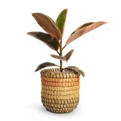 Ficus Elastica Belize - Pink Rubber Plant 35 Ficus Elastica Belize - Pink Rubber Plant -Plant Supplies Sale Ficus elastica Belize Rubber Plant 12x30cm Jane Plant Baskets Set5 Desert 9fa23719 32be 4429 99cd 0e38988e113d