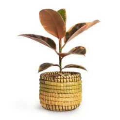 Ficus Elastica Belize - Pink Rubber Plant 34 Ficus Elastica Belize - Pink Rubber Plant -Plant Supplies Sale Ficus elastica Belize Rubber Plant 12x30cm Jane Plant Baskets Set5 Jungle f0822338 621c 45b8 81de 355c98e6b3a8