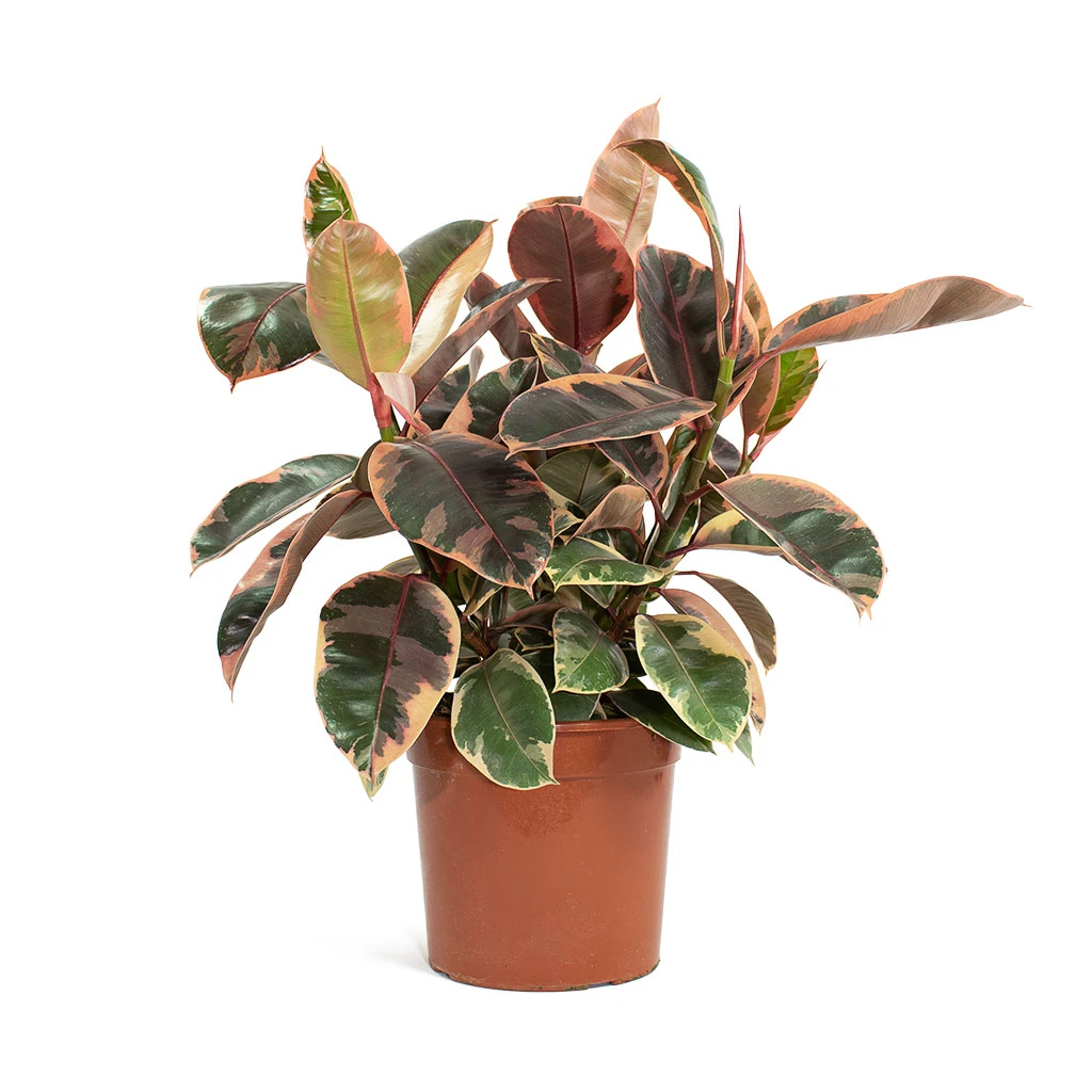 Ficus Elastica Belize - Pink Rubber Plant 10 Ficus Elastica Belize - Pink Rubber Plant - Image 10