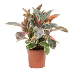 Ficus Elastica Belize - Pink Rubber Plant 30 Ficus Elastica Belize - Pink Rubber Plant -Plant Supplies Sale Ficus elastica Belize Rubber Plant