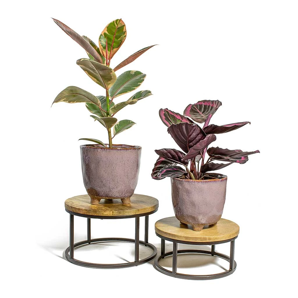 Ficus Elastica Belize - Pink Rubber Plant 15 Ficus Elastica Belize - Pink Rubber Plant - Image 15