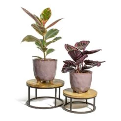 Calathea Roseopicta Surprise Star - Rose Painted Calathea -Plant Supplies Sale Ficus elastica Belize Rubber Plant Calathea roseopicta Dottie Rose Painted Calathea kaat pink plant pot lois stand f0dffd2d bb62 4cb6 9387 25eab5c4cb44