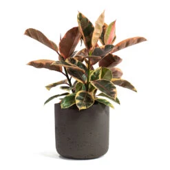 Ficus Elastica Belize - Pink Rubber Plant 36 Ficus Elastica Belize - Pink Rubber Plant -Plant Supplies Sale Ficus elastica Belize Rubber Plant Charlie Plant Pot Ash Brown