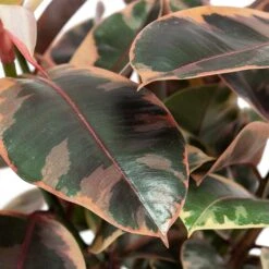 Ficus Elastica Belize - Pink Rubber Plant 27 Ficus Elastica Belize - Pink Rubber Plant -Plant Supplies Sale Ficus elastica Belize Rubber Plant Close Up