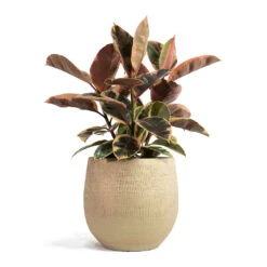 Ryan Plant Pot - Sand Gold -Plant Supplies Sale Ficus elastica Belize Rubber Plant Ryan Plant Pot Sand Gold 7bef99b7 5b03 435b 8ad8 0b45e4cee94a