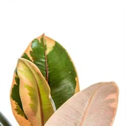 Ficus Elastica Belize - Pink Rubber Plant 23 Ficus Elastica Belize - Pink Rubber Plant -Plant Supplies Sale Ficus elastica Belize Rubber Plant close up 0035ad7c 3f8e 49af a7d0 e29fc0cbea5d
