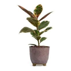 Ficus Elastica Belize - Pink Rubber Plant 26 Ficus Elastica Belize - Pink Rubber Plant -Plant Supplies Sale Ficus elastica Belize Rubber Plant kaat pink plant pot
