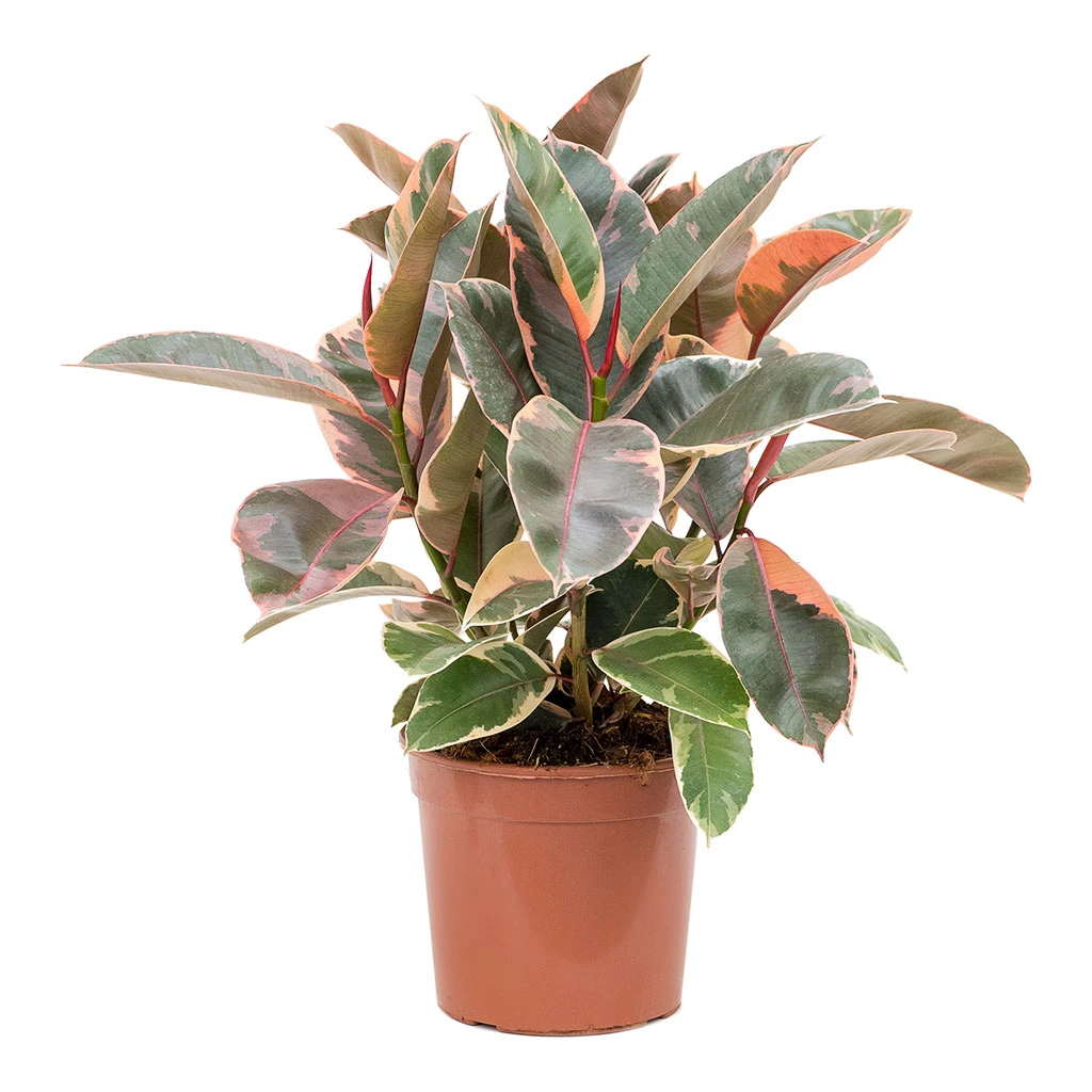 Ficus Elastica Belize - Pink Rubber Plant 12 Ficus Elastica Belize - Pink Rubber Plant - Image 12